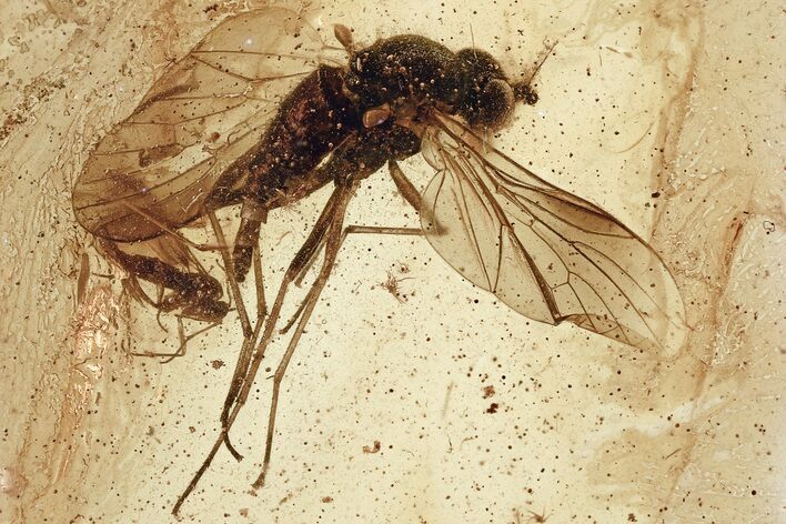 Detailed Fossil Snipe Fly (Rhagionidae) & Fungus Gnat In Baltic Amber #315536